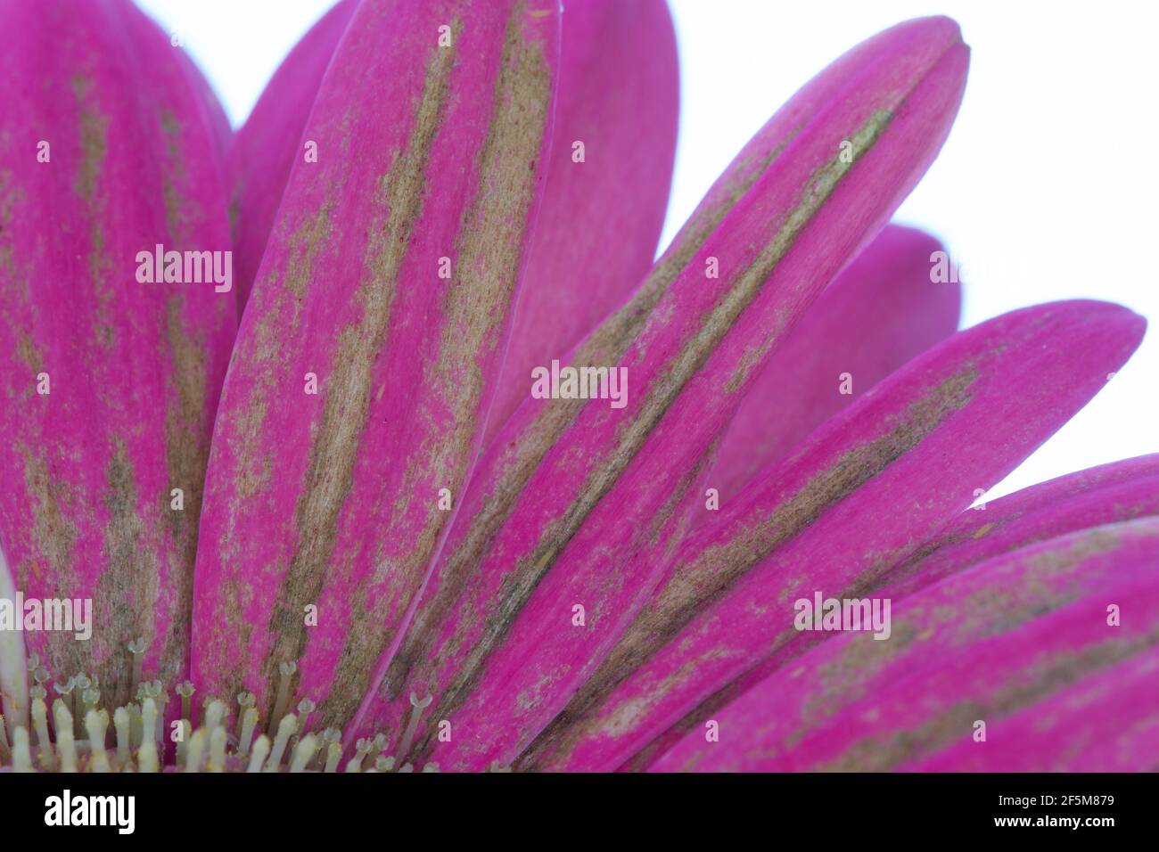 Una foto de cerca de una flor de la grebera afectada por el mildiu gris (Botrytis cinerea). El patógeno Botryotinia Fuckeliana suele causar una "podredumbre suave" Foto de stock