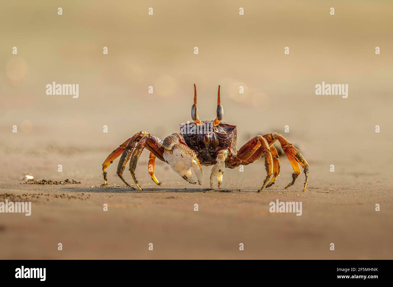 Crab fantasma en la arena en la orilla del mar Foto de stock