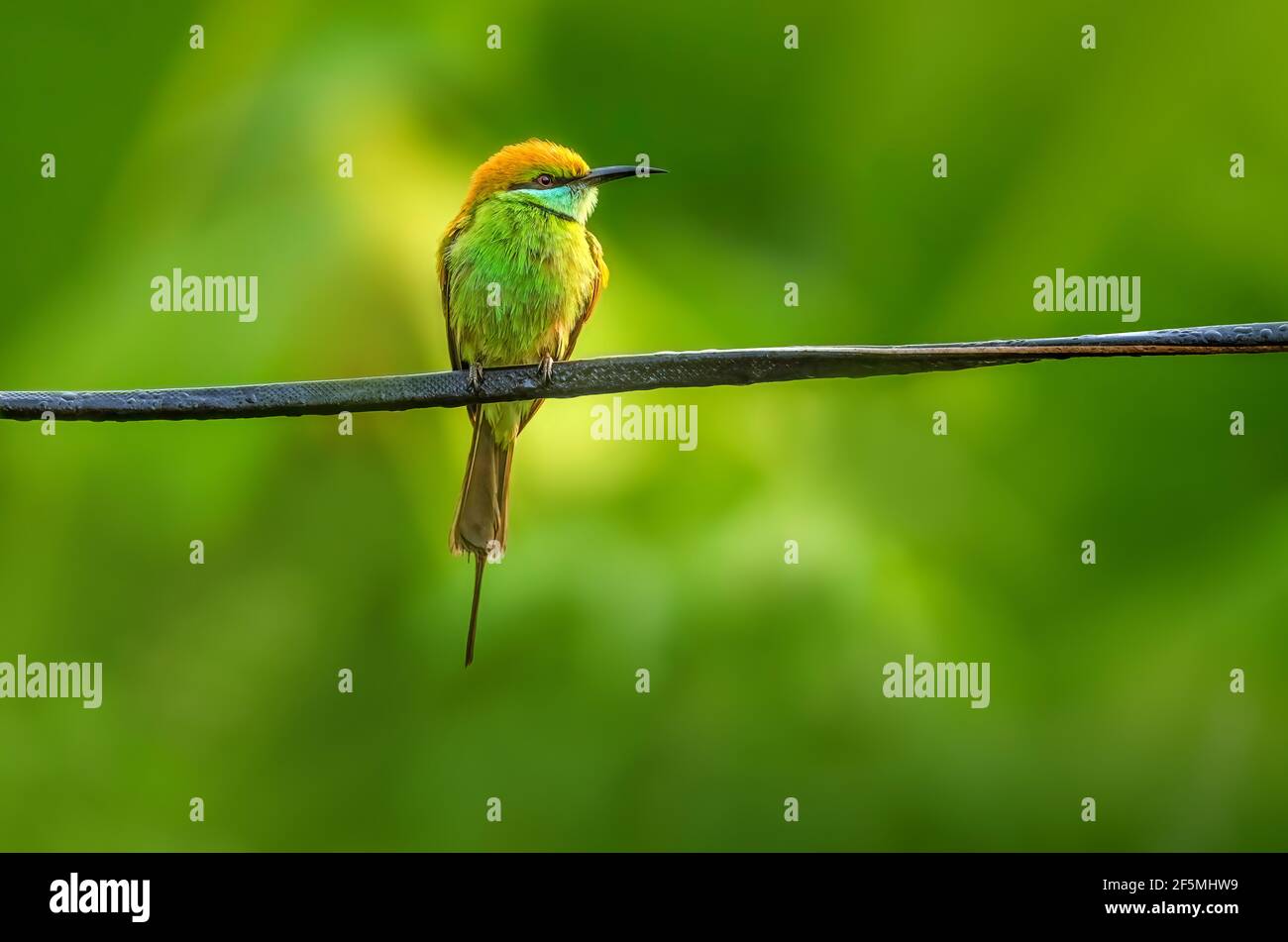 Verde Bee-eater (Merops orientalis) encaramado en un alambre en busca de su alimento favorito, abejas y moscas de dragón. Foto de stock