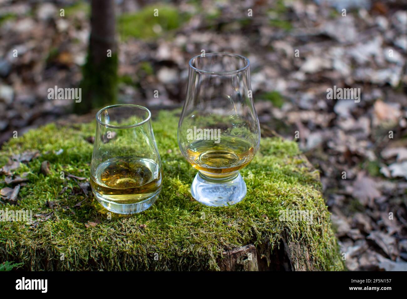 Degustación de vasos de whisky escocés en el antiguo tocón cubierto con  Musgo verde en el bosque en Escocia Fotografía de stock - Alamy