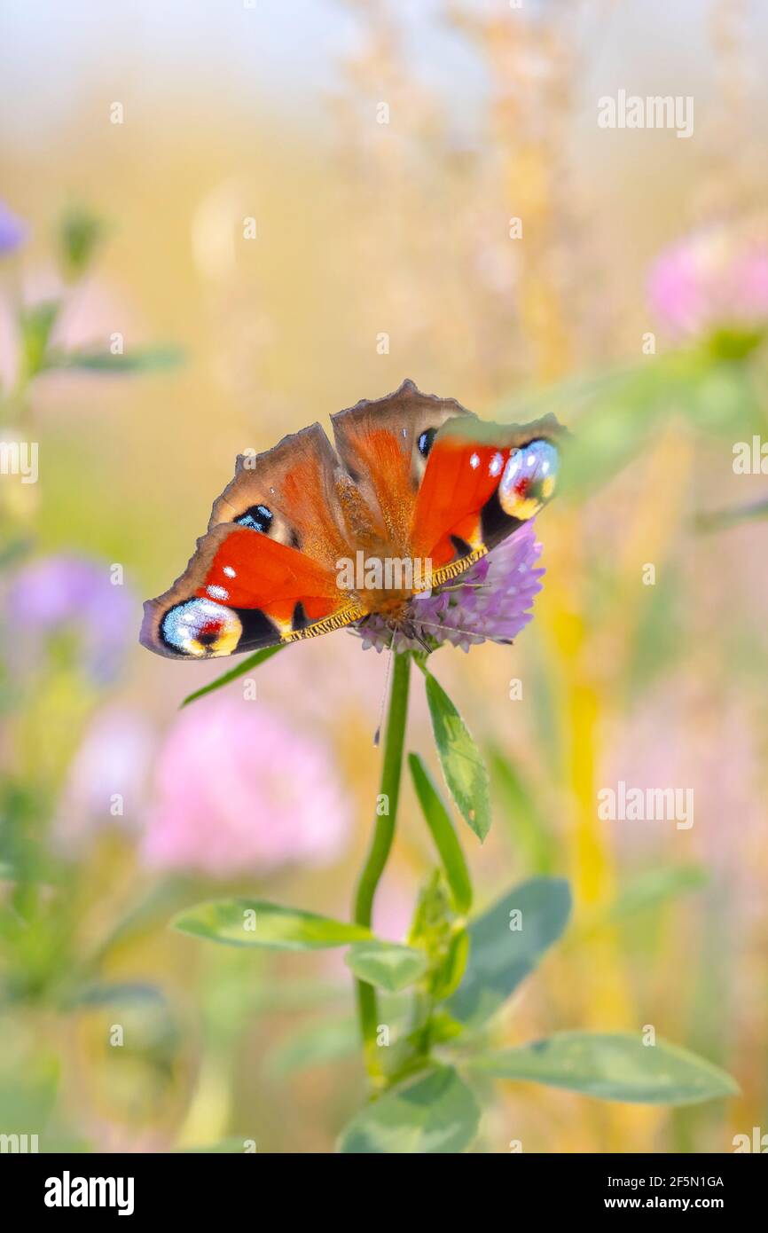 Aglais io, mariposa de pavo real polinizando en un colorido campo de flores. Vista superior, alas abiertas Foto de stock