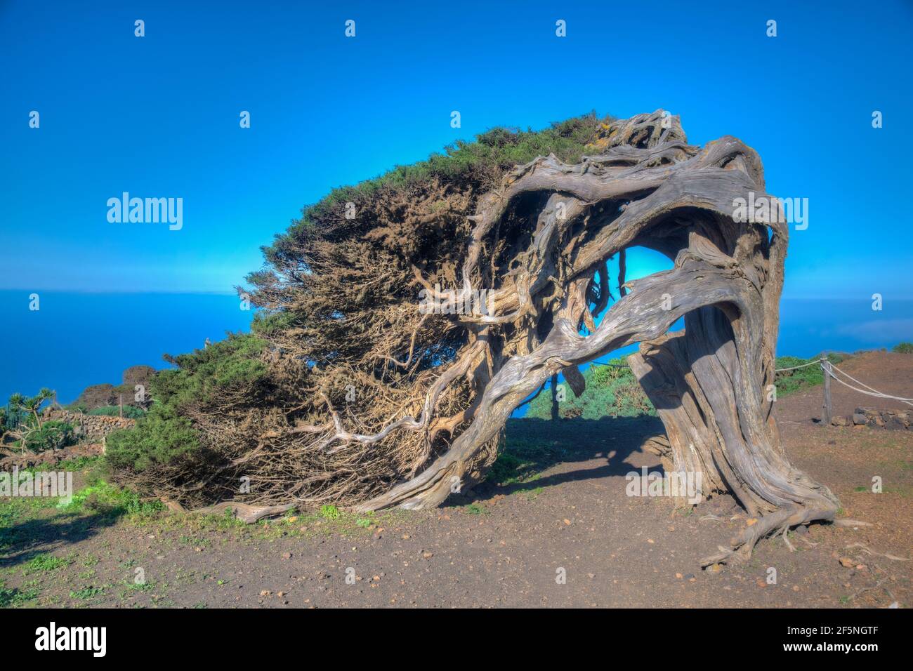El hierro wind bent trees at fotografías e imágenes de alta resolución -  Alamy