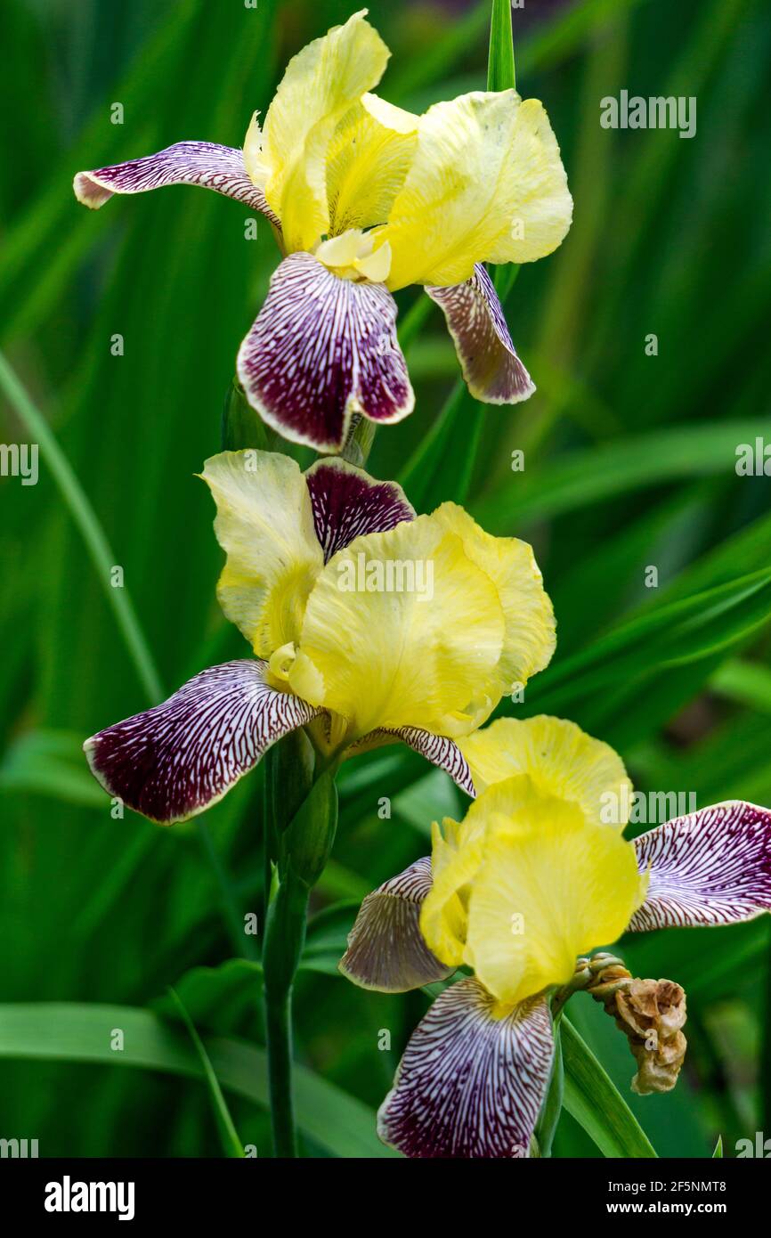 Florece el iris amarillo con pétalos inferiores púrpura en el jardín de verano. Foto de stock