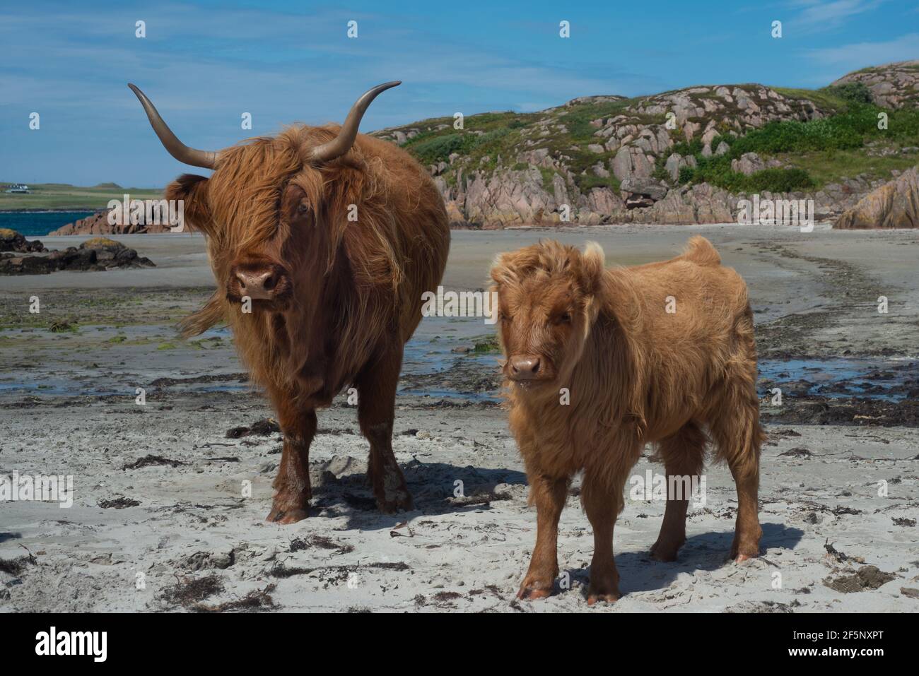 Vacas de montaña en la playa en la isla de Mull En Escocia en verano Foto de stock