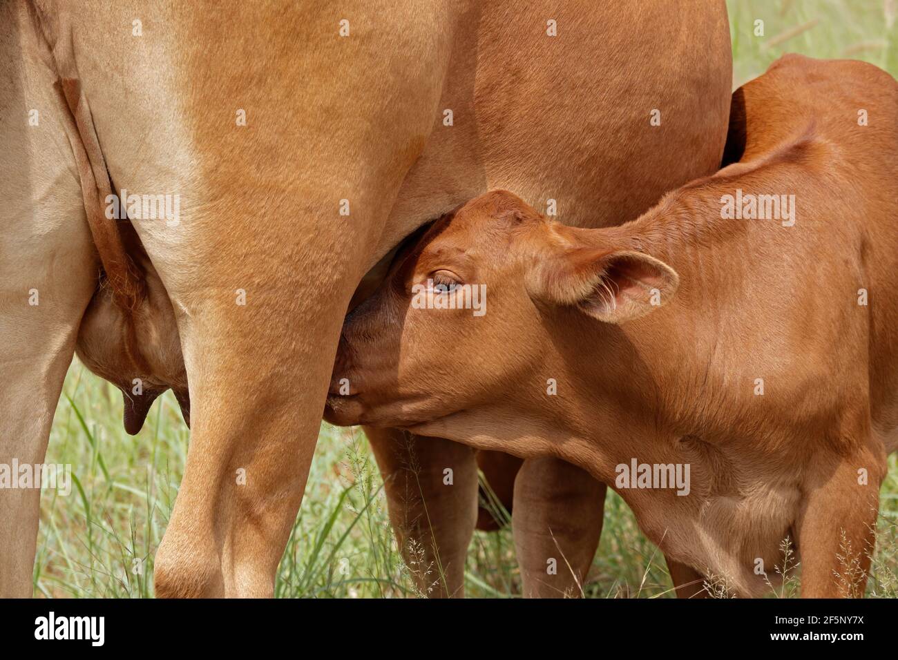 Primer plano de un joven ternero succionando leche de la ubre de su madre, Sudáfrica Foto de stock