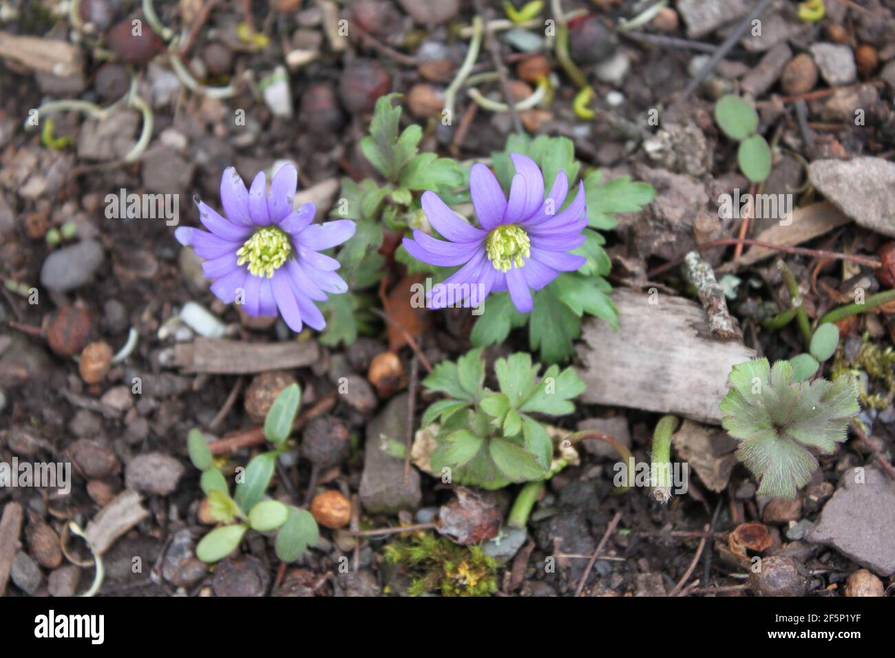 Flor grande tipo margarita fotografías e imágenes de alta resolución