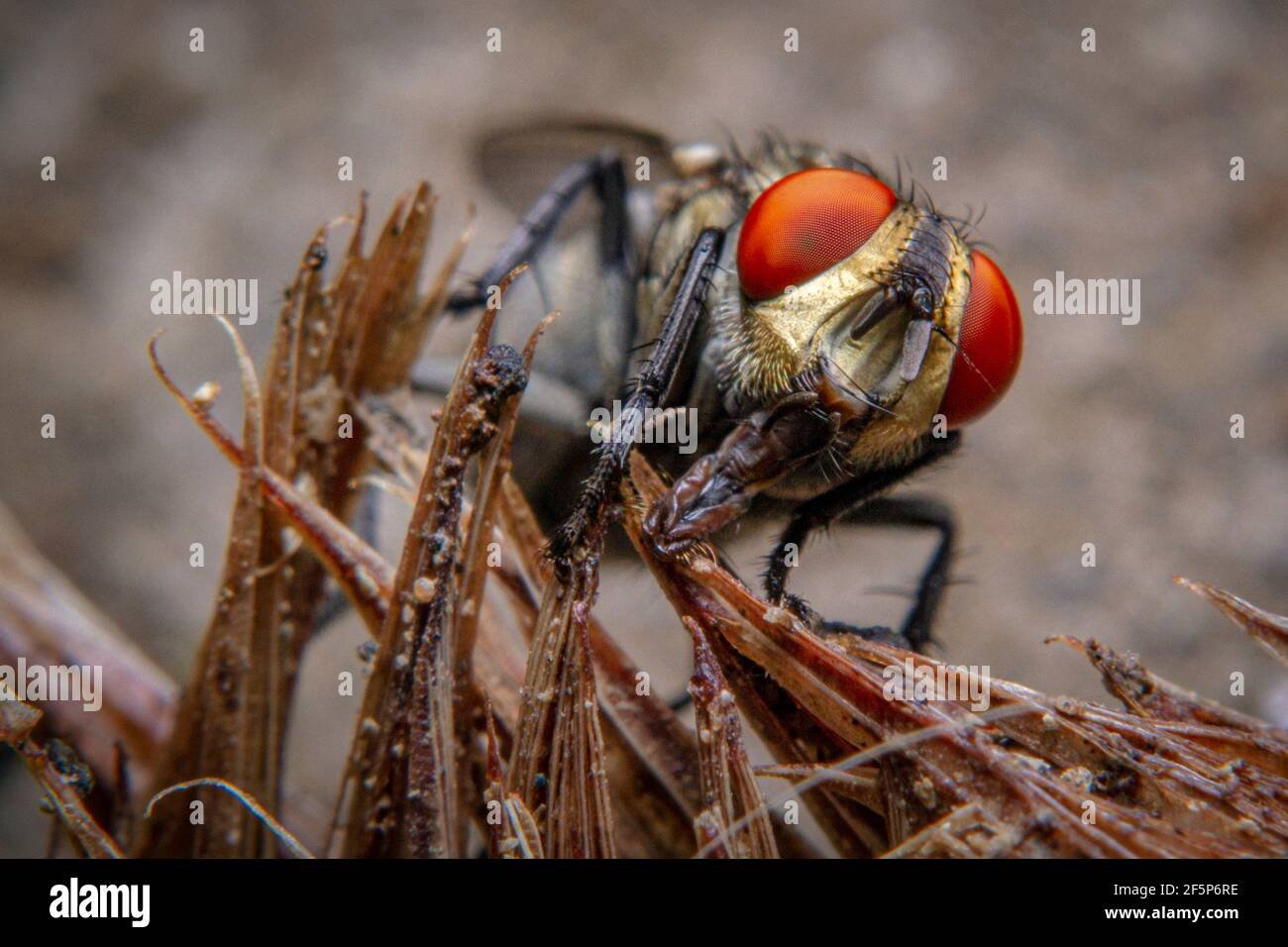 Macro hace un disparo de una mosca descansando en las branquias de los peces podridos Foto de stock