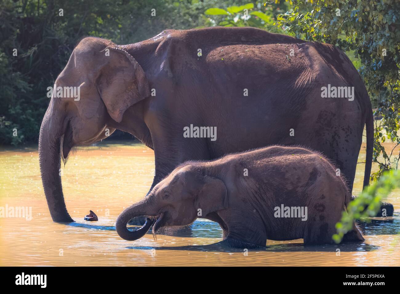 Madre y bebé elefantes de Sri Lanka (Elephas maximus maximus) beba agua con sus troncos en un agujero de riego La selva de Udawalawe Nacional Pa Foto de stock