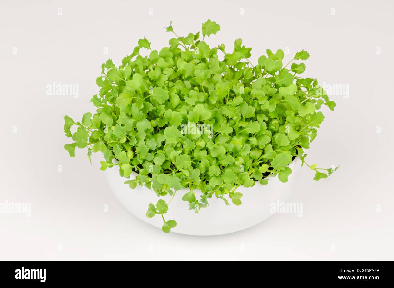 Kale los microgreens en un tazón blanco. Crecimiento de brotes verdes de col de hoja, plántulas y plantas jóvenes. Listo para comer, salpicado de col rizada. Foto de stock