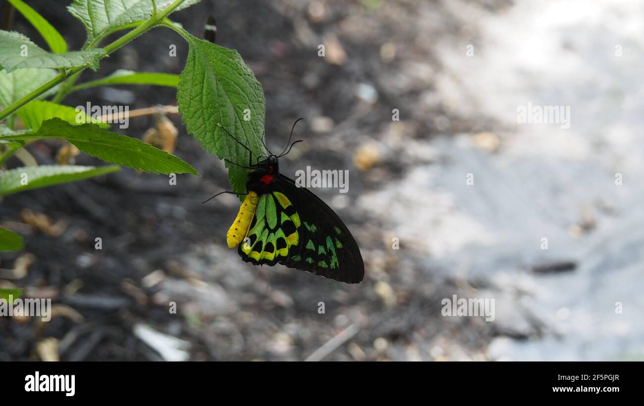 La mariposa malaquita negra amarilla y verde cuelga de la hoja Foto de stock