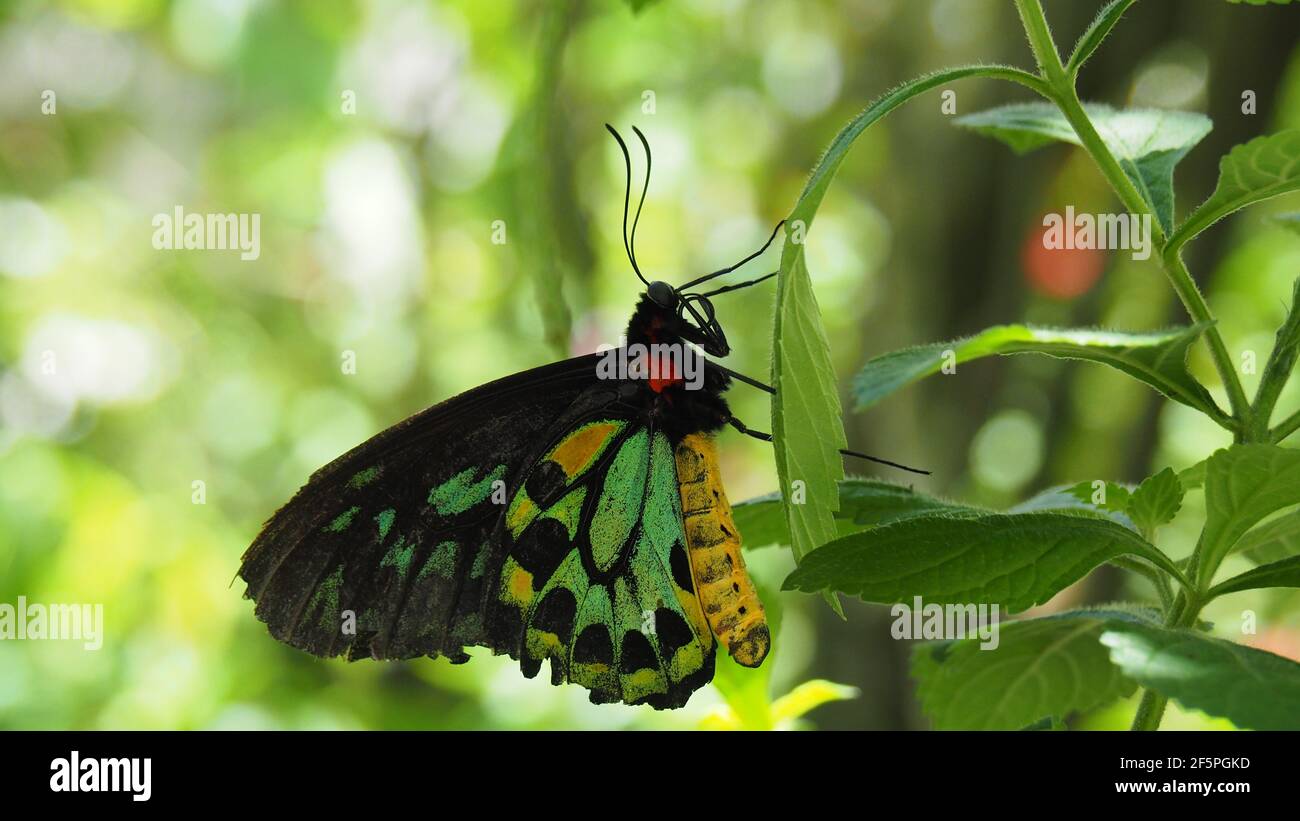 Hermosa mariposa Malaquita lateral muestra verde brillante amarillo rojo y.. colores negros Foto de stock