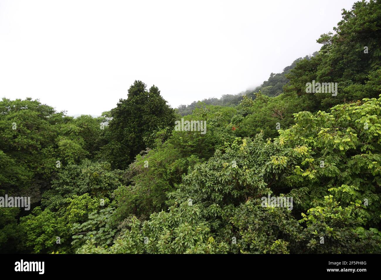 Babonneau selva tropical de Santa Lucía Foto de stock
