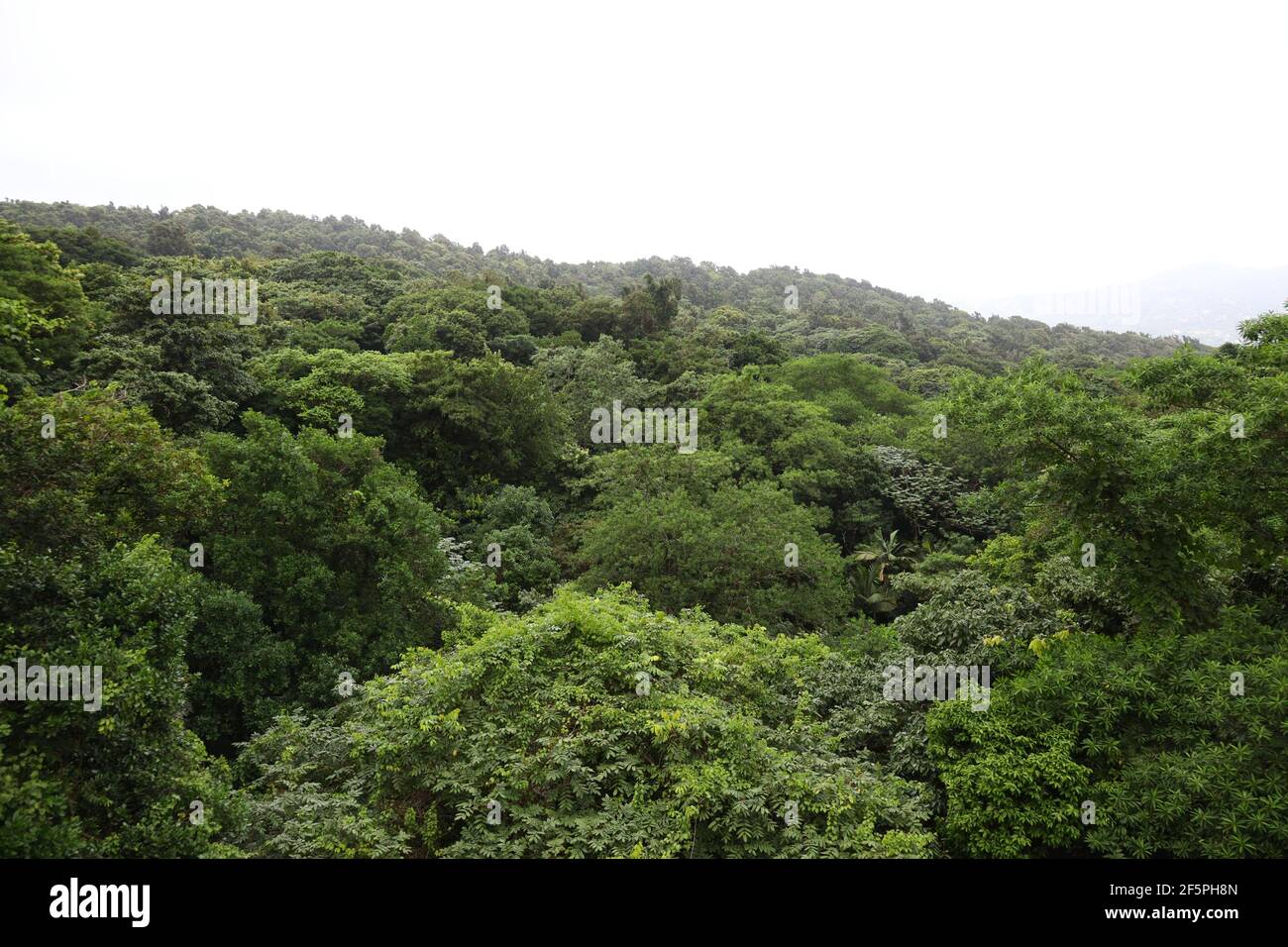 Las copas de los árboles o el dosel de la selva tropical de Babonneau de Santa Lucía Foto de stock