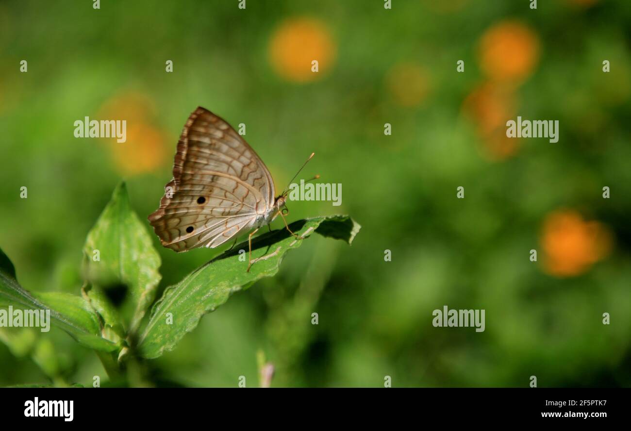 salvador, bahía / brasil - 11 de junio de 2020: Mariposa blanca se ve chupar néctar de una flor en un jardín en la ciudad de Salvador. *** Título local Foto de stock