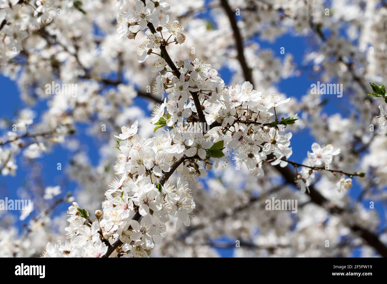 Ramas de flores de árboles frutales con pequeñas flores y hojas y cielo  azul en el día del sol. Planta con flores en la familia Rosaceae, género  Prunus Fotografía de stock -
