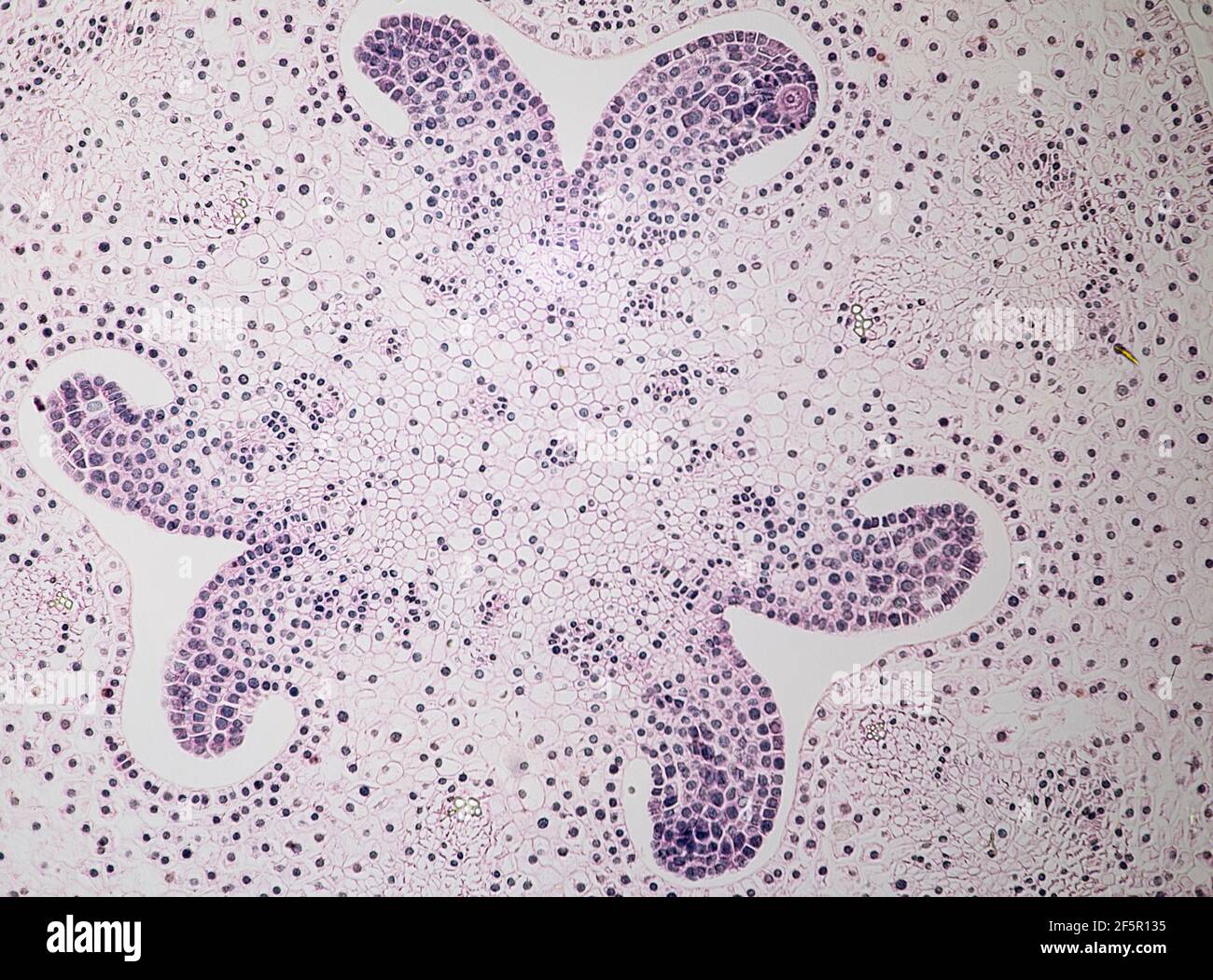 meiosis en las células que se muestran en la antera del lirio bajo una luz microscopio Foto de stock