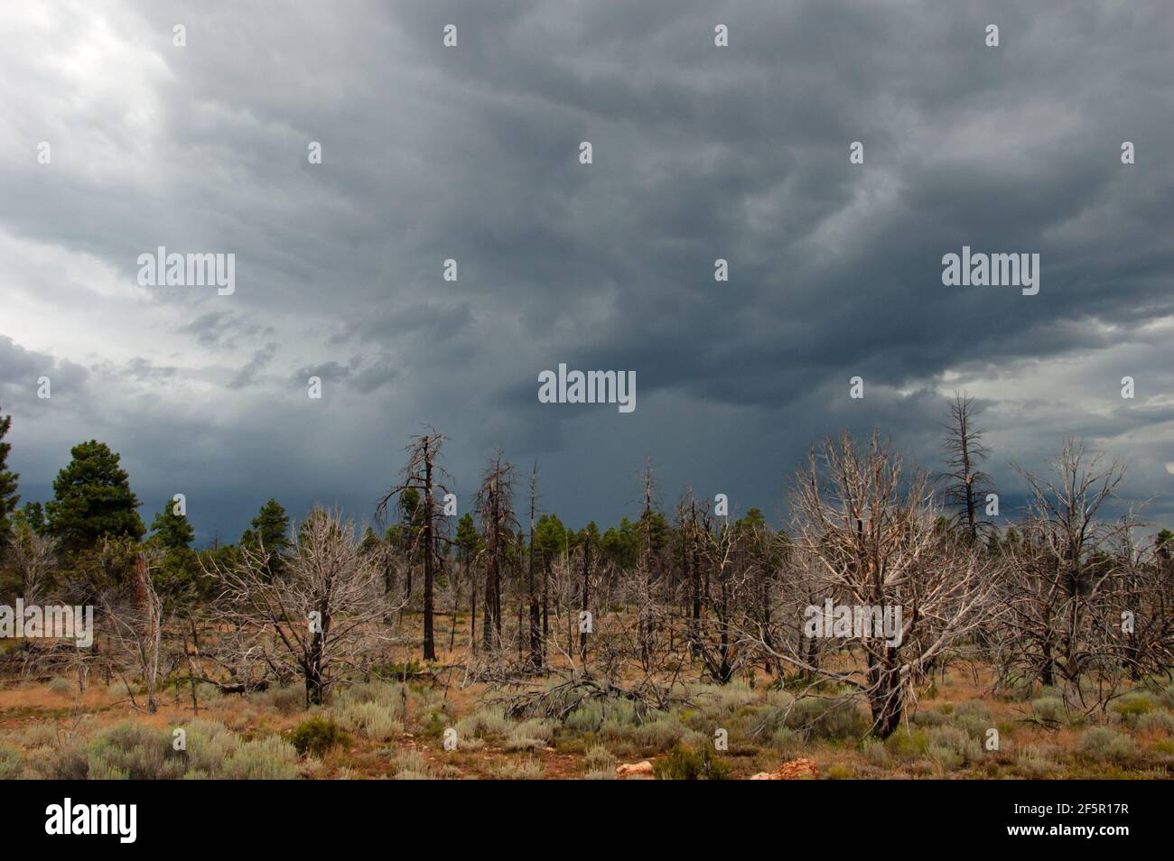 Cielos tormentosos sobre el bosque Foto de stock