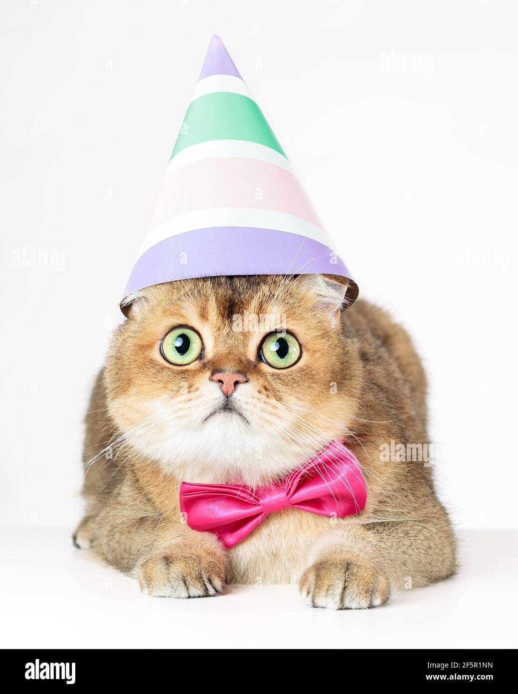 Cat in birthday hat fotografías e imágenes de alta resolución - Alamy