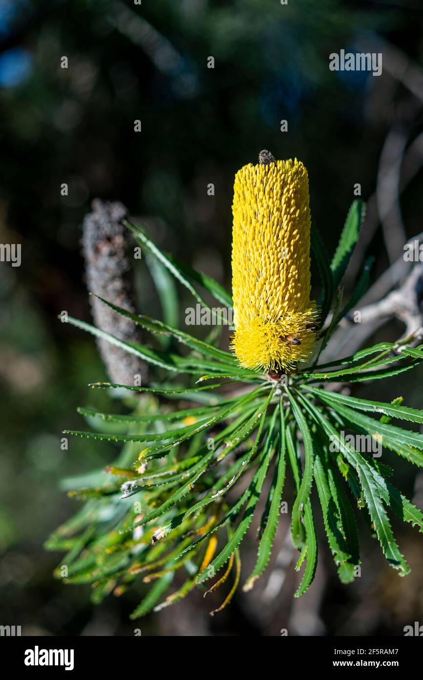 Candlestick banksia (Banksia attenuata), espiga de flor con yemas. Australia Occidental Foto de stock