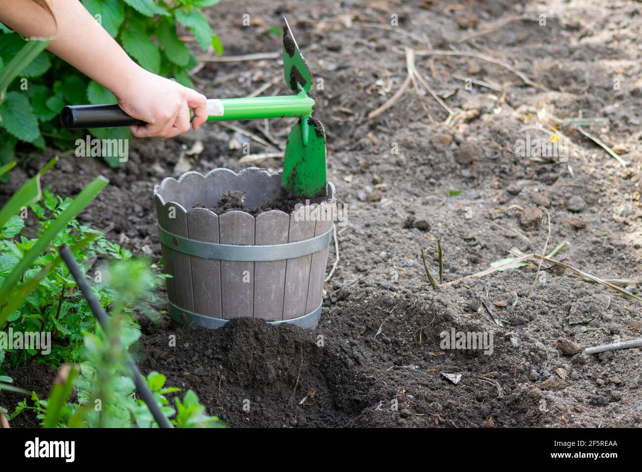 Los niños en el hogar que cultivan un huerto, aprendiendo a cultivar verduras y plantas. Uso de herramientas de jardín, instrucciones de jardinería y la enseñanza de jardinería Foto de stock