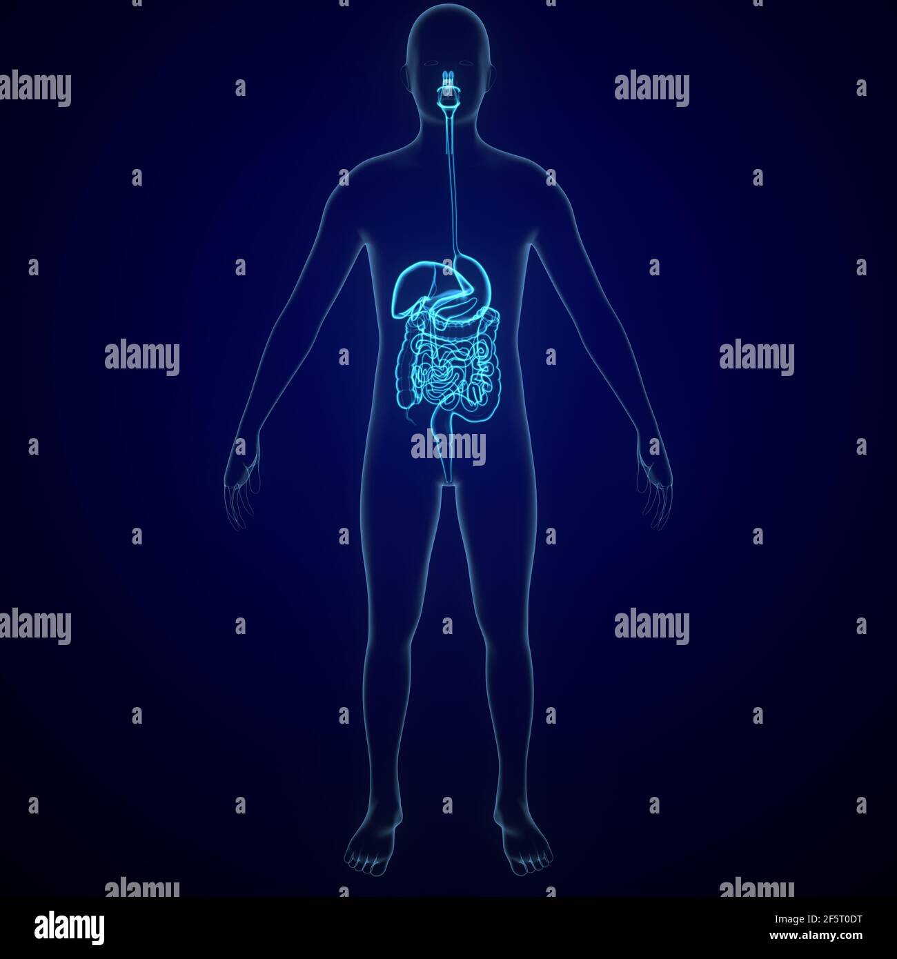 Anatomía del sistema digestivo humano, 3D ilustración que muestra el hígado, el estómago, el intestino delgado y el intestino grueso. Foto de stock