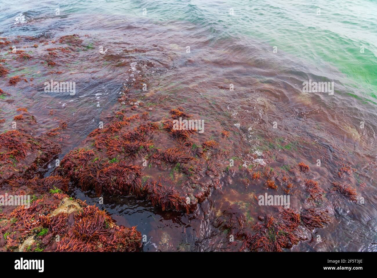 Piedra grande con algas rojas Foto de stock