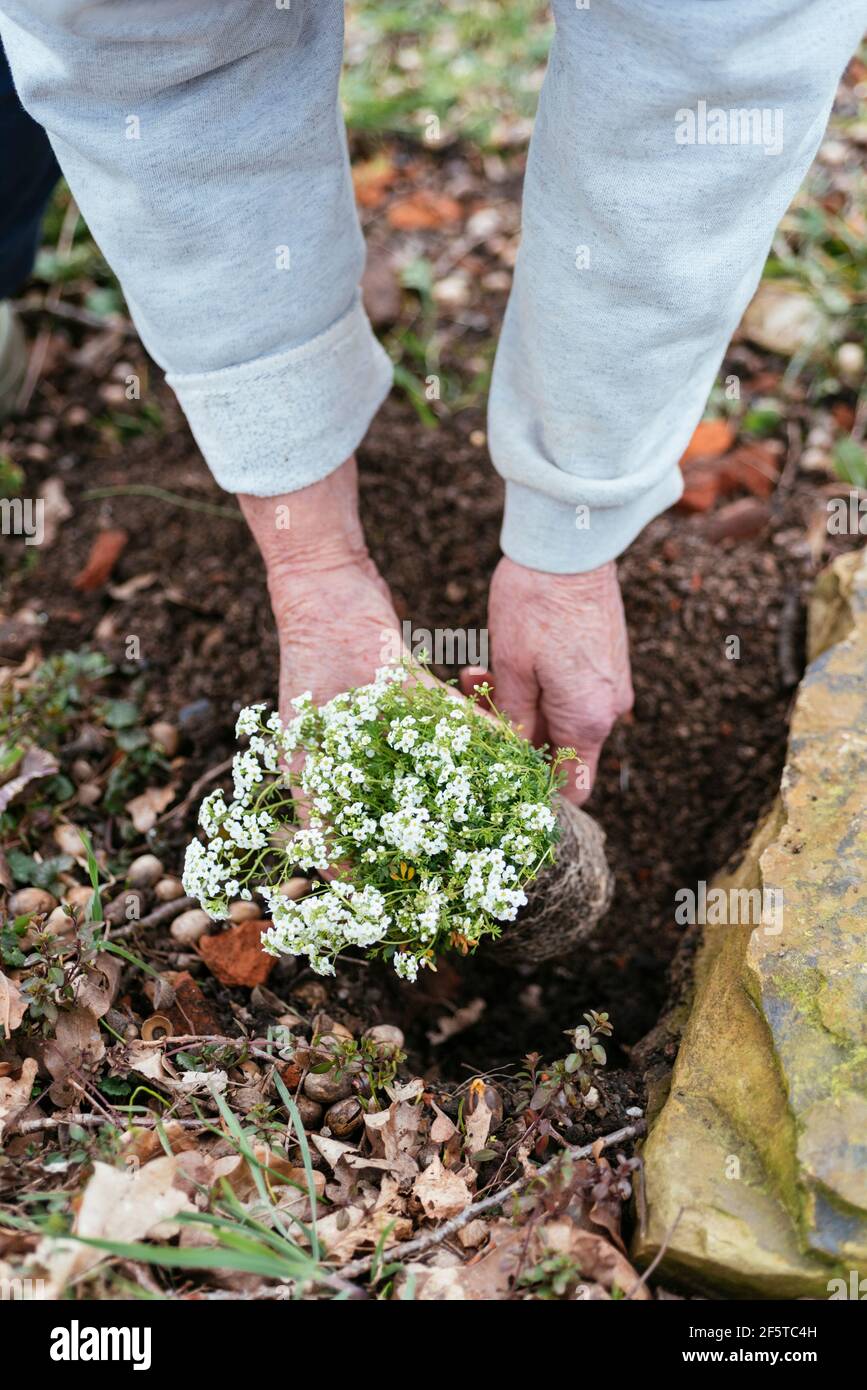 Jardinero plantando Chamois Cress (Hornungia alpina) Foto de stock