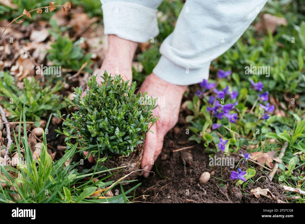 Jardinero plantando sandwort de montaña (Arenaria montana). Foto de stock