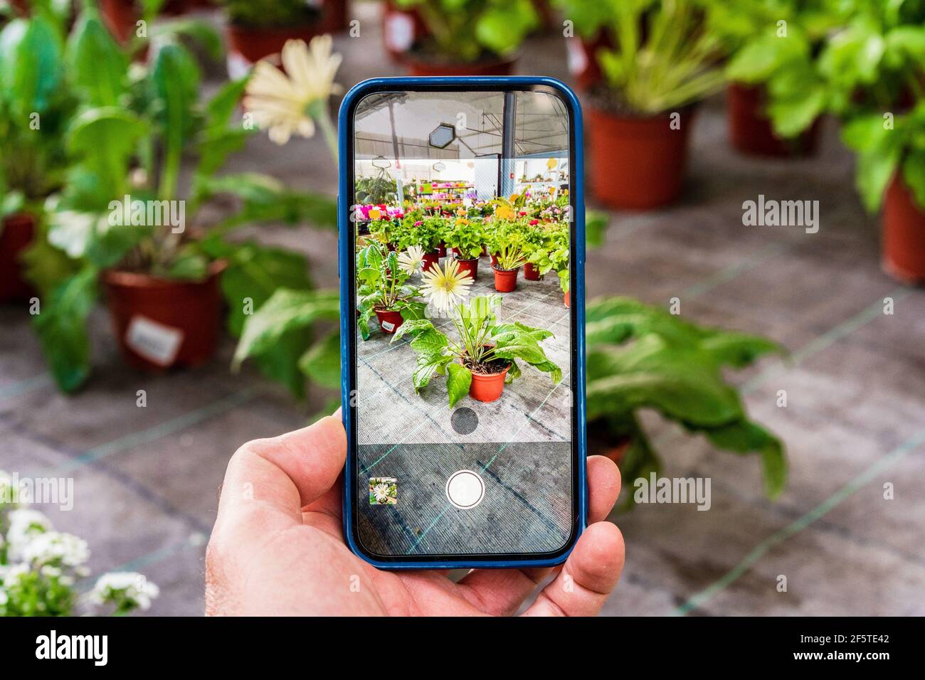 Gerbera en maceta fotografías e imágenes de alta resolución - Alamy