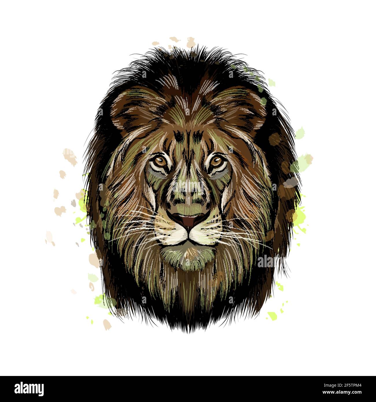 Retrato de cabeza de león de un toque de acuarela, dibujo de colores,  realista. Ilustración vectorial de pinturas Imagen Vector de stock - Alamy