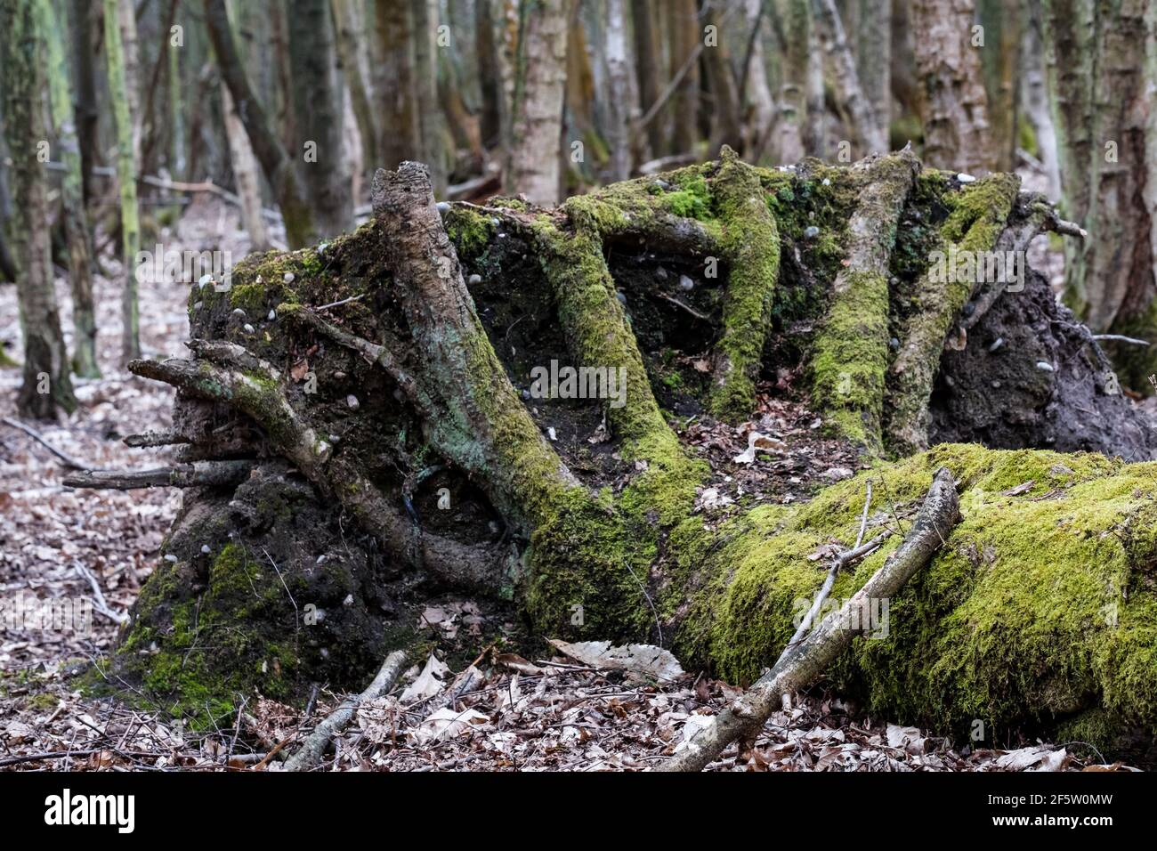 Gran árbol muerto desarraigado ubicado en un área silvestre. Las grandes raíces en la base dan una impresión inquietante a la escena. Foto de stock