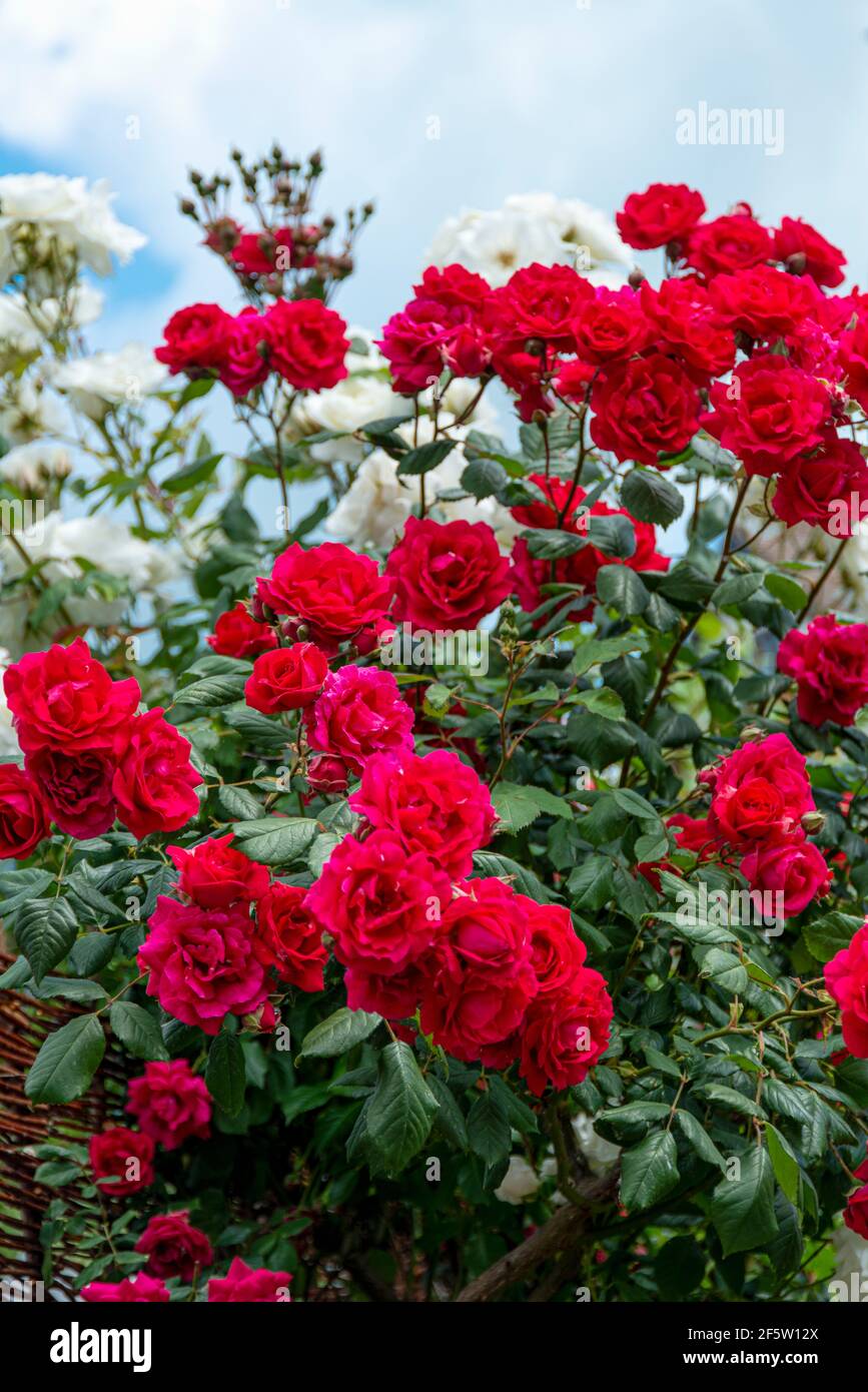 Rose shrub stems fotografías e imágenes de alta resolución Alamy