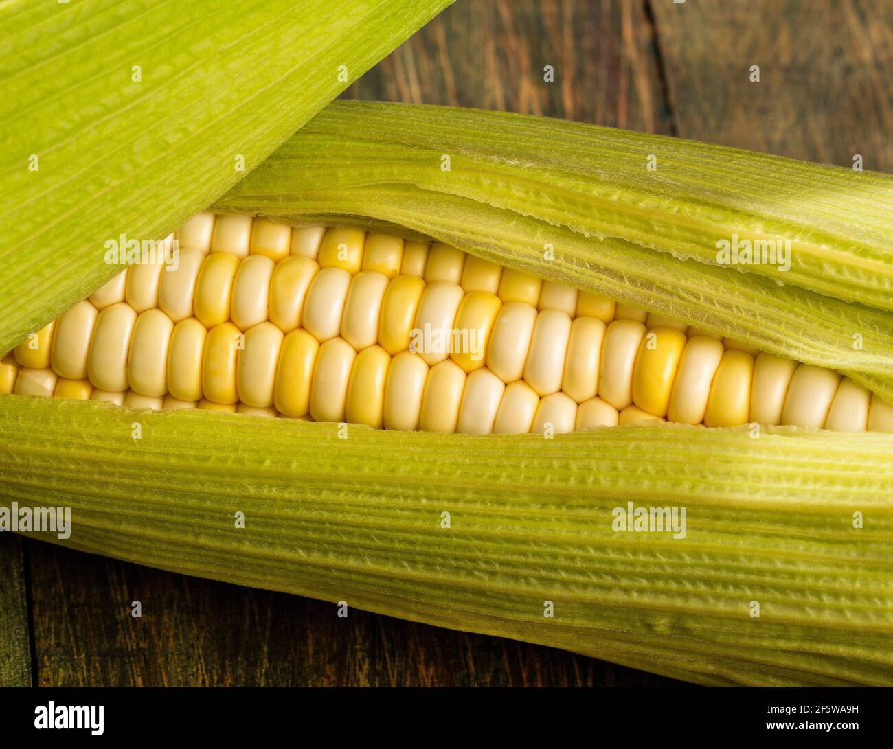 Oído tierno de maíz cultivado en campos de Colombia - Zea mays Fotografía  de stock - Alamy