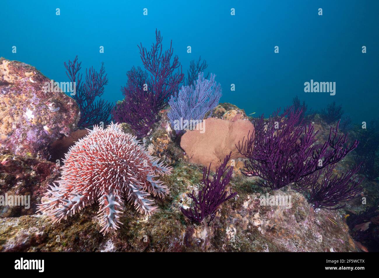 Pez estrella corona de espinas (Acanthaster planci) en arrecife de