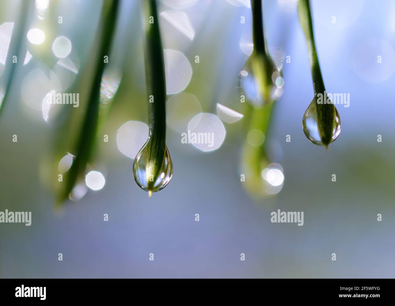 Gotas de lluvia en las agujas de la rama de pino de cerca. Naturaleza de fondo. Foto de stock