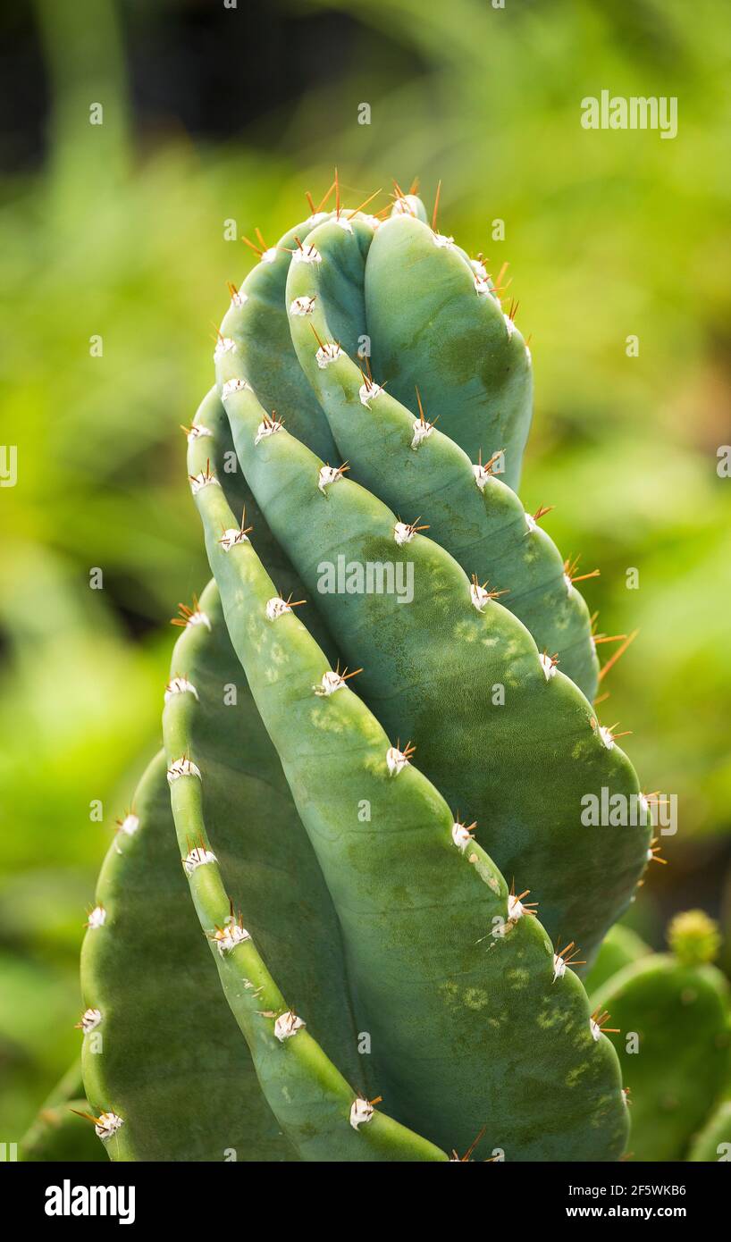 Derretido Farmacología fragmento Hermoso Cactus tornillo en el jardín - Cactaceae Fotografía de stock - Alamy