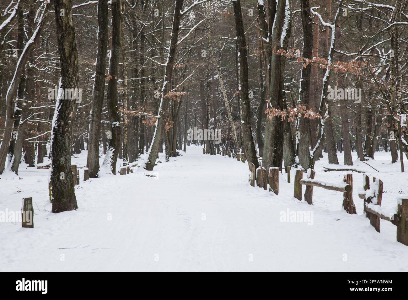 Paisaje forestal, pinos cubiertos de nieve y abedules en la reserva natural Fischbeker Heide en la nieve, distrito de Harburg, Hamburgo, Alemania, Europa Foto de stock