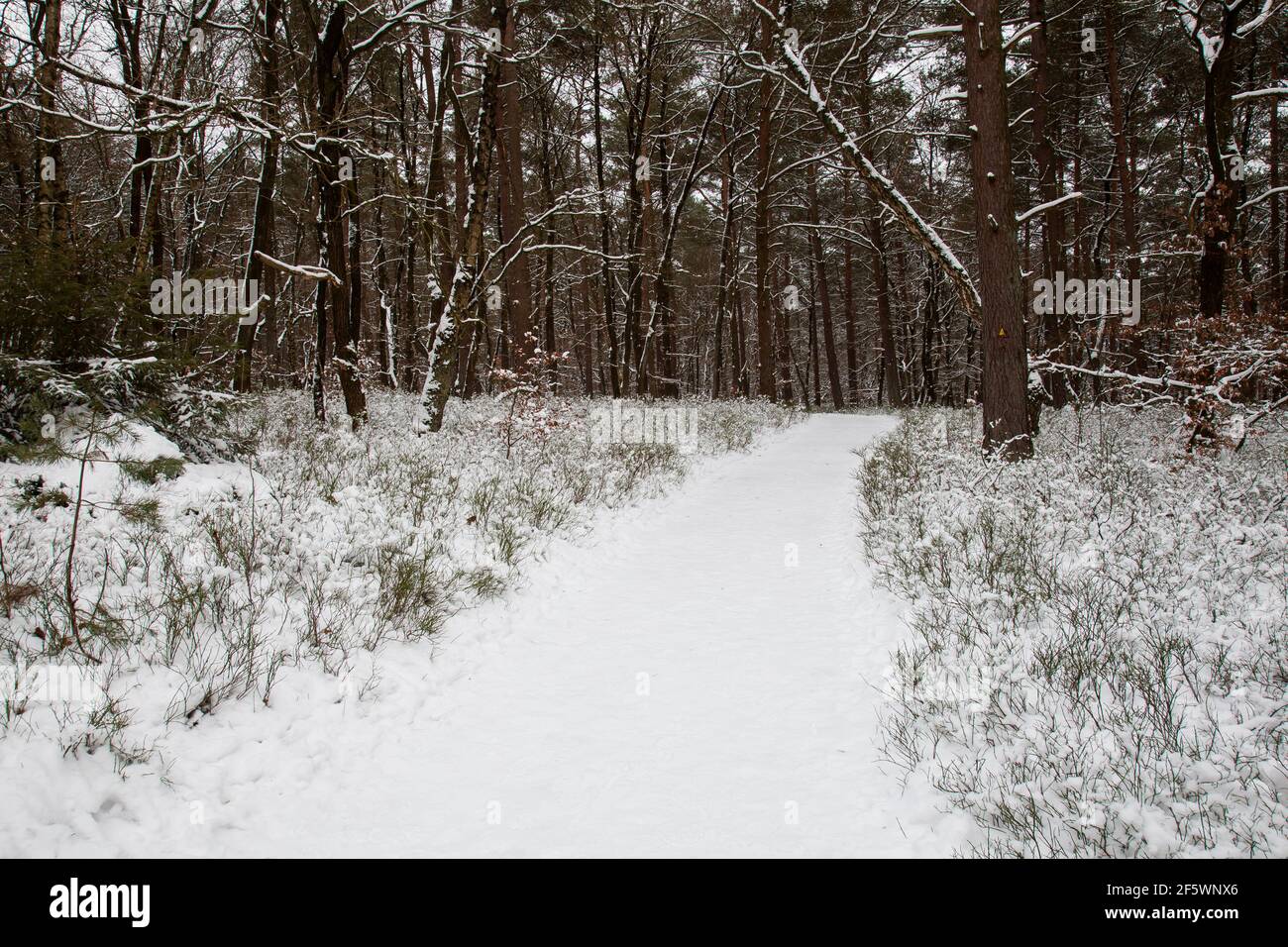 Paisaje forestal, pinos cubiertos de nieve y abedules en la reserva natural Fischbeker Heide en la nieve, distrito de Harburg, Hamburgo, Alemania, Europa Foto de stock