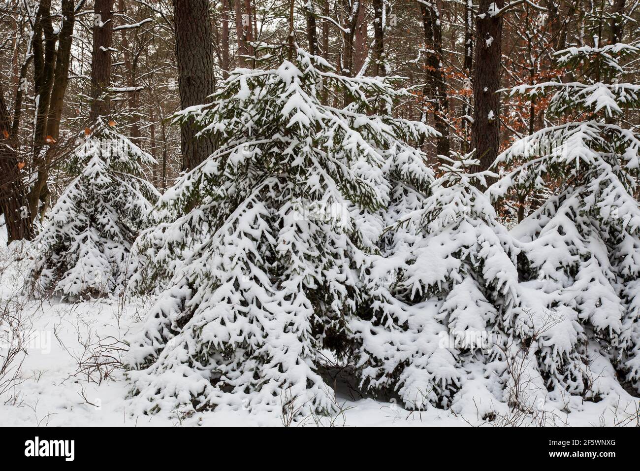Paisaje forestal, pinos cubiertos de nieve y abedules en la reserva natural Fischbeker Heide en la nieve, distrito de Harburg, Hamburgo, Alemania, Europa Foto de stock