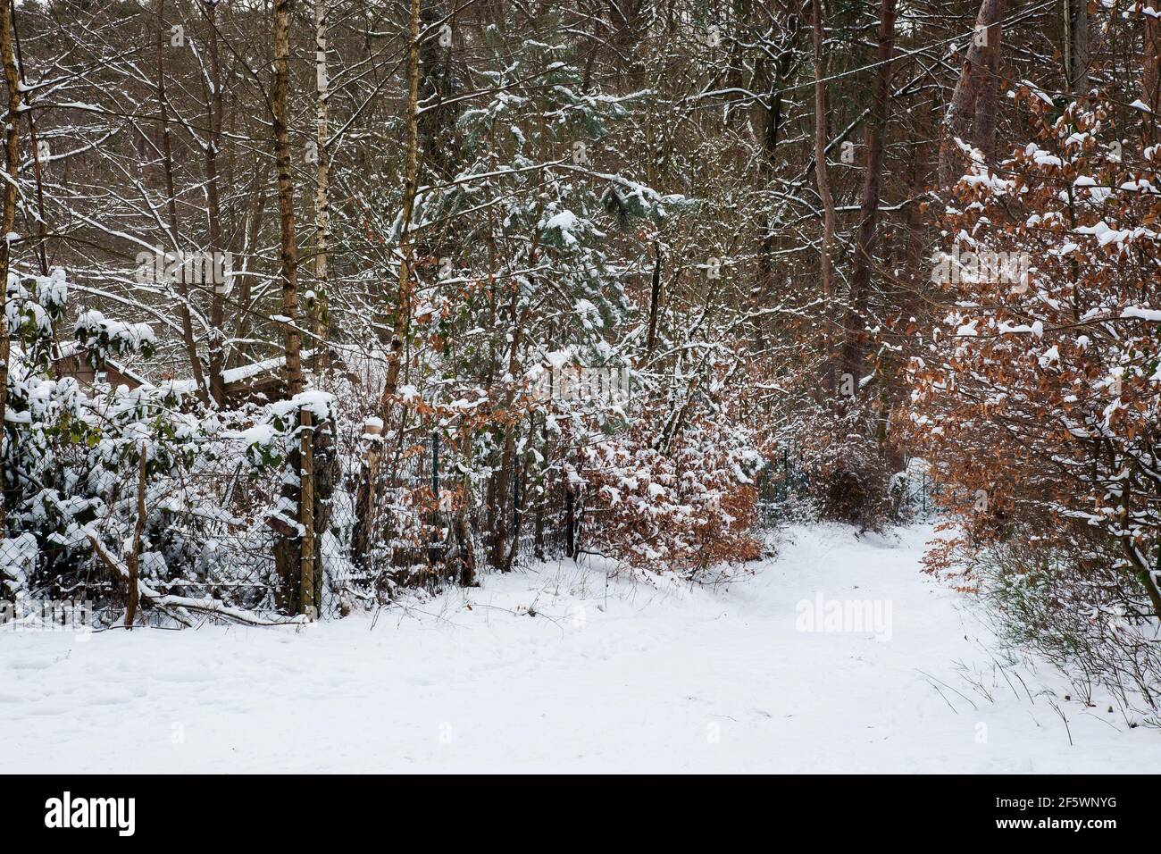 Paisaje forestal, pinos cubiertos de nieve y abedules en la reserva natural Fischbeker Heide en la nieve, distrito de Harburg, Hamburgo, Alemania, Europa Foto de stock