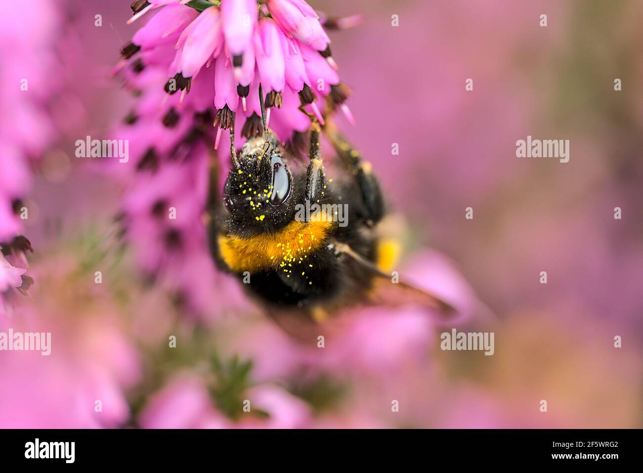 Hermosa vista macro de abejorros, polinizador eficiente, (Bombus) recogiendo polen de flores rosadas en forma de campana (Erica cinerea), Dublín Foto de stock