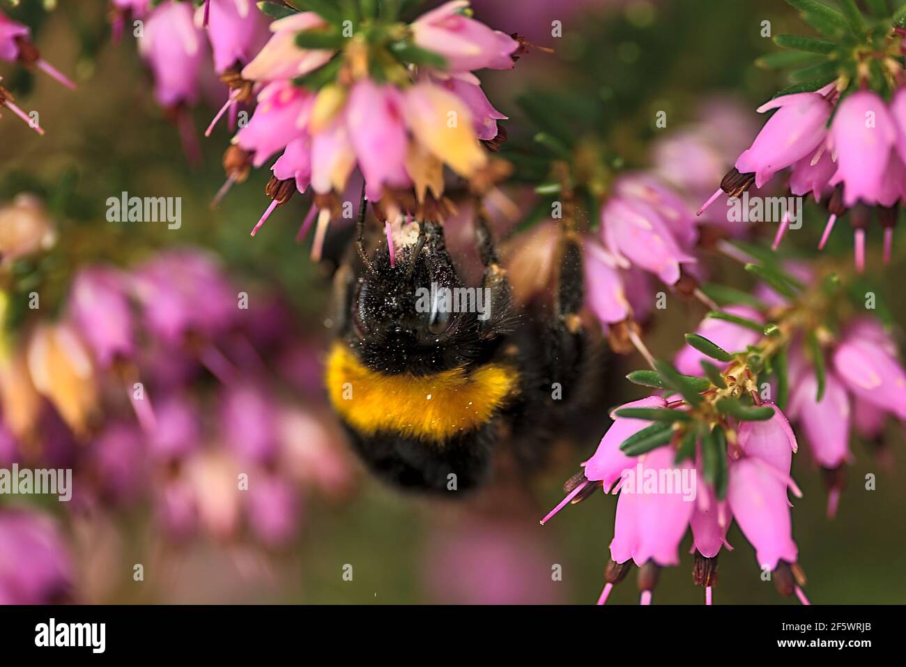 Hermosa vista macro de abejorros, polinizador eficiente, (Bombus) recogiendo polen de flores rosadas en forma de campana (Erica cinerea), Dublín Foto de stock