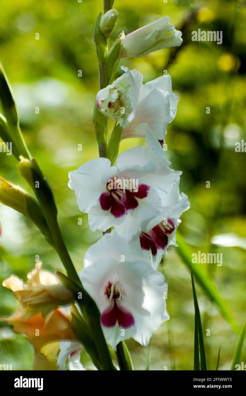 Gladiolos blancos fotografías e imágenes de alta resolución - Alamy