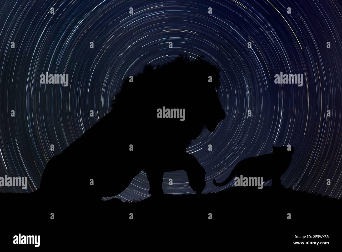 Silueta de Rey león con cachorro por la noche con estela en el fondo Foto de stock