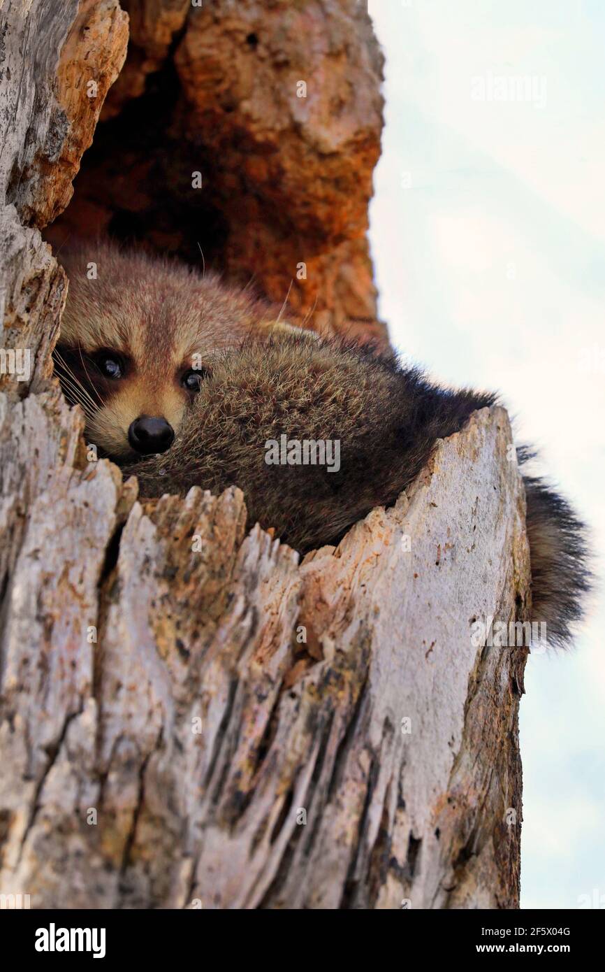 Mapache resguardado en un árbol hueco en el bosque, Quebec, Canadá Foto de stock