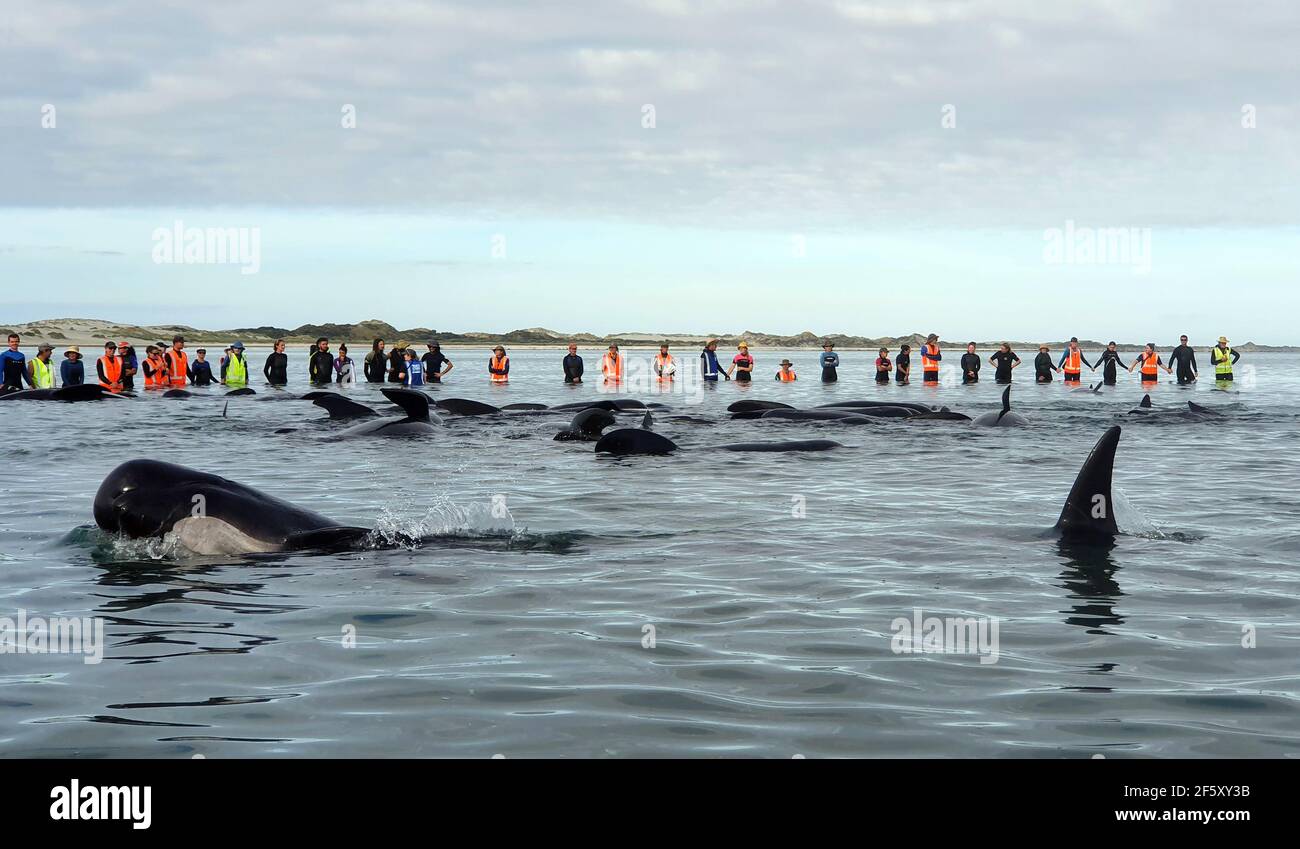 Ballenas varadas, Espada de Despedida, Nueva Zelanda Fotografía de stock -  Alamy