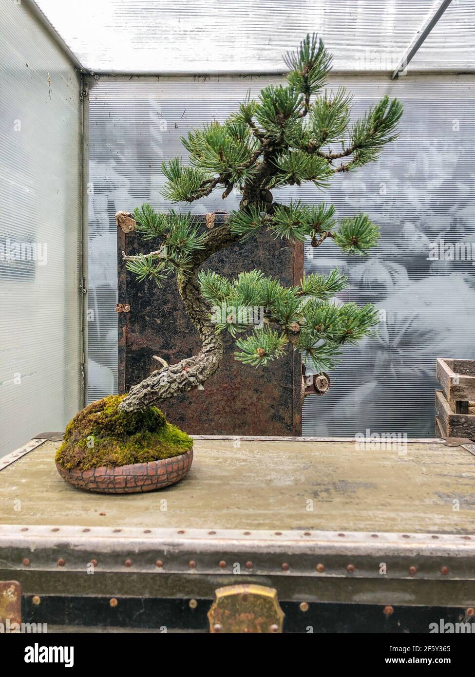 El pino rocoso de la cerda de la montaña (Pinus aristata) es una especie viva del árbol del pino de la cerda de los Estados Unidos. Aparece en la Roca Foto de stock