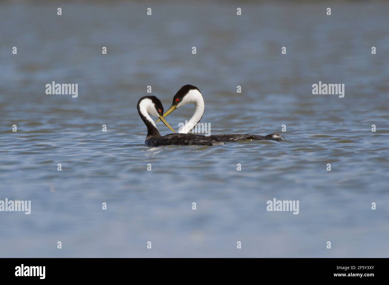 Par de gebas occidentales con cuellos doblados formando una forma de corazón. Foto de stock