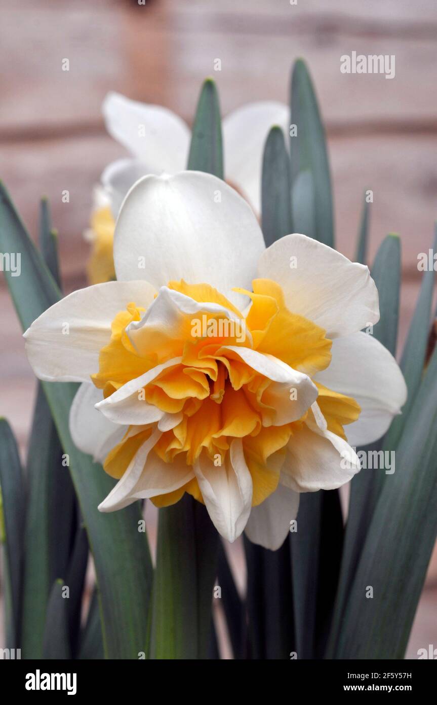 Detalle de Narcissus Sweet Desire en flor en primavera. Narcissi Sweet Desire es una división 4 doble daffodil con flores blancas y amarillas. Foto de stock