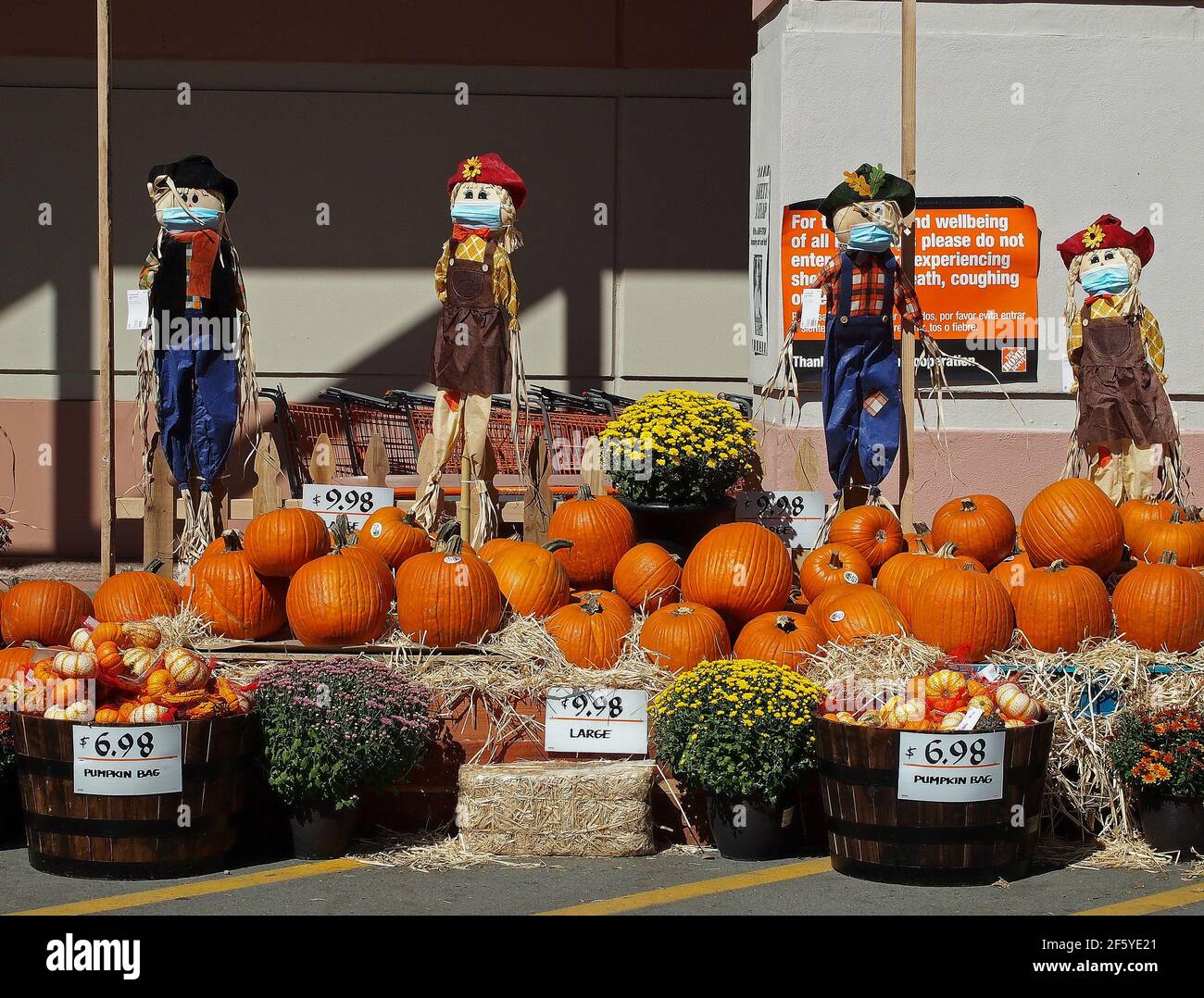 2020 calabazas de Halloween para la venta y espantapájaros con máscaras pandémicas en la tienda Home Depot en Union City, California, Foto de stock